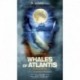 Whales Of Atlantis: In Search Of Atlantis