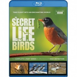 Secret Life of Birds