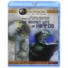 Secret Life of Hippos [Blu-ray]